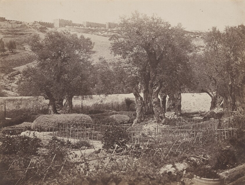 Olive Trees at Gethsemane, Jerusalem