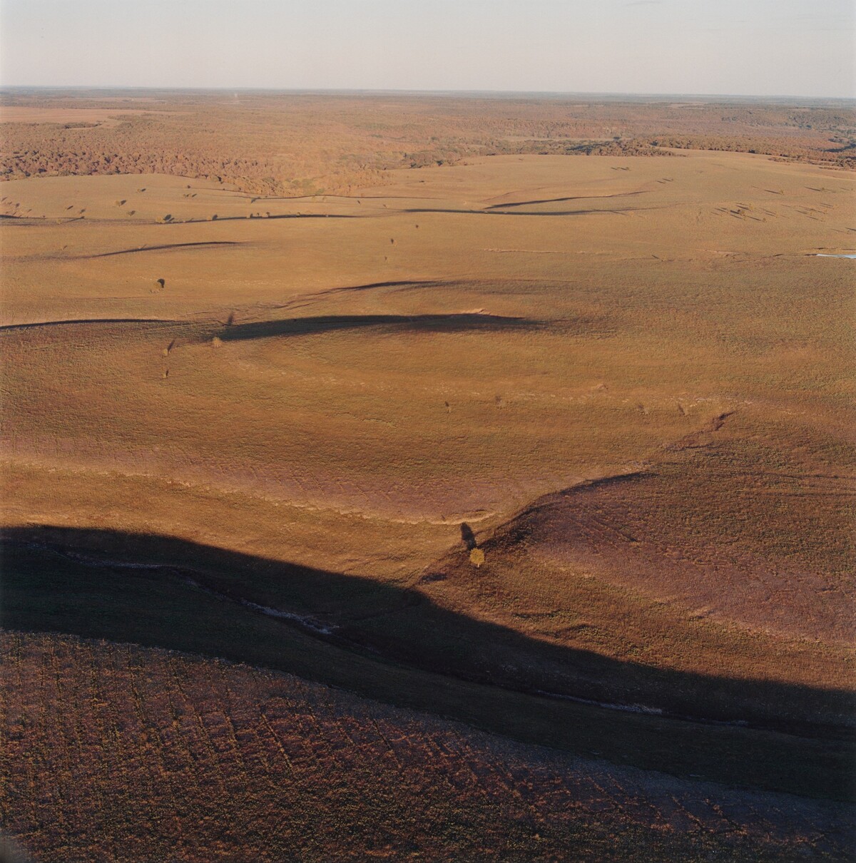 Newly burned area and grasses