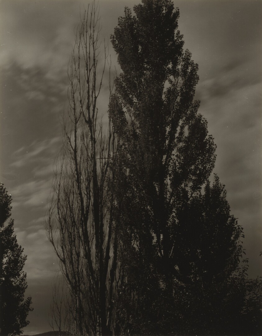 Poplars—Lake George