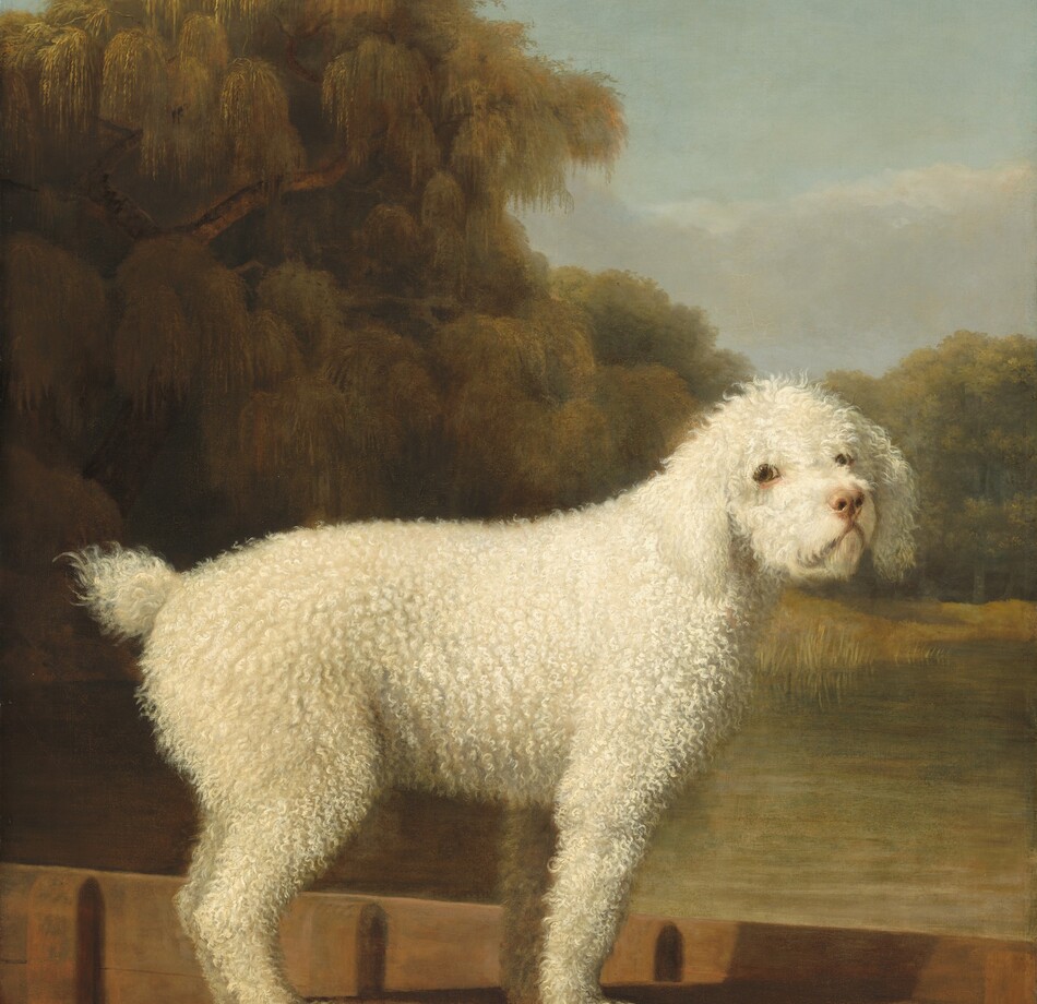 A dog with short, curly, white hair stands in a wooden boat facing our right almost in profile, though it turns its head to look at us in this vertical portrait painting. The dog spans nearly the width of the canvas and is close to us. The dog’s ears hang down the side of its face to its chin. Its eyes are light brown and rimmed in black, and the lower lids are pink. The dog has a thick torso covered with tight curls, and it has a short puff of a tail. Its front legs are straight and the hind legs might be slightly bent. The dog stands on a slat spanning the width of the boat, which is angled away from us to our left. The landscape behind the has a calm, sage-green body of water with a tall, willow-like tree to our left and a lower band of leafy trees to our right. A few smoke-gray clouds float over the treetops in an otherwise pale blue sky.