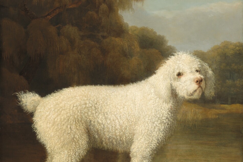 A dog with short, curly, white hair stands in a wooden boat facing our right almost in profile, though it turns its head to look at us in this vertical portrait painting. The dog spans nearly the width of the canvas and is close to us. The dog’s ears hang down the side of its face to its chin. Its eyes are light brown and rimmed in black, and the lower lids are pink. The dog has a thick torso covered with tight curls, and it has a short puff of a tail. Its front legs are straight and the hind legs might be slightly bent. The dog stands on a slat spanning the width of the boat, which is angled away from us to our left. The landscape behind the has a calm, sage-green body of water with a tall, willow-like tree to our left and a lower band of leafy trees to our right. A few smoke-gray clouds float over the treetops in an otherwise pale blue sky.