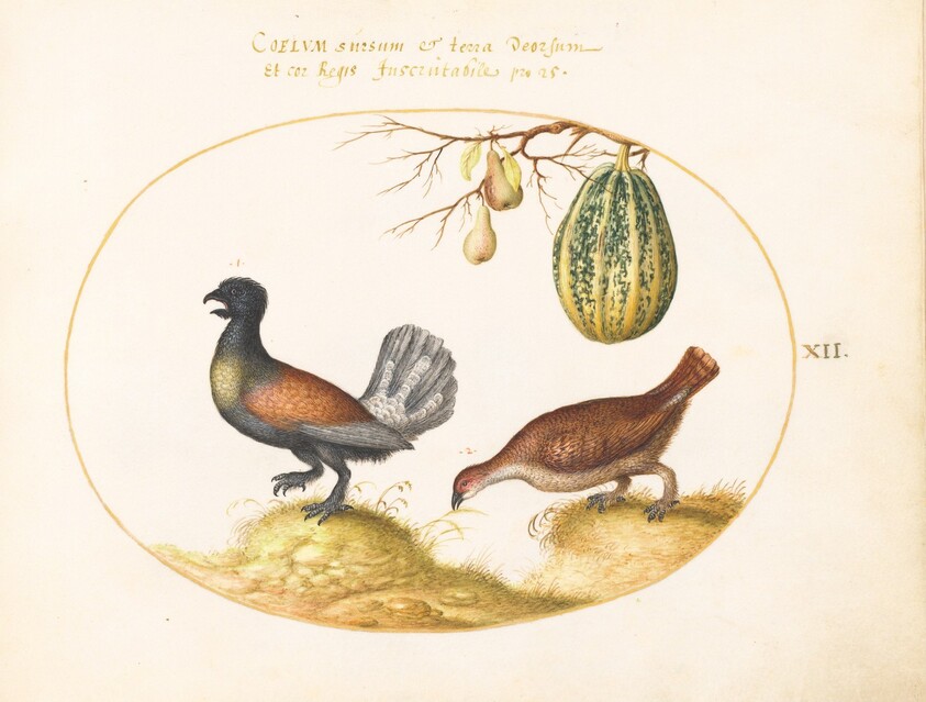 Plate 12: Pair of Wood Grouse with a Melon and Pears