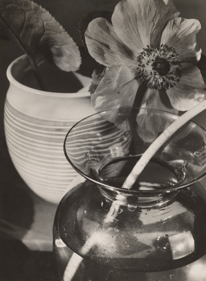 Gardenannemone (Poppy Anemone)