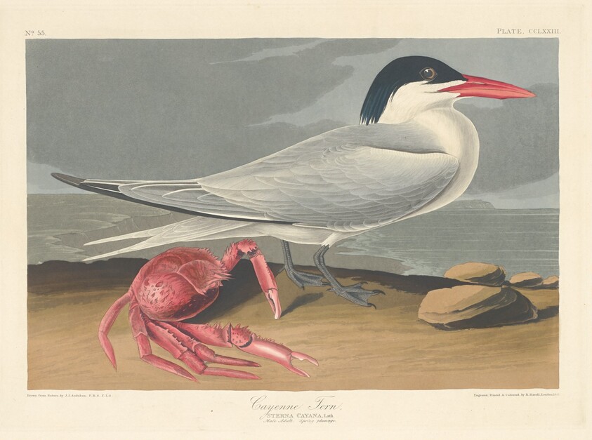 Cayenne Tern