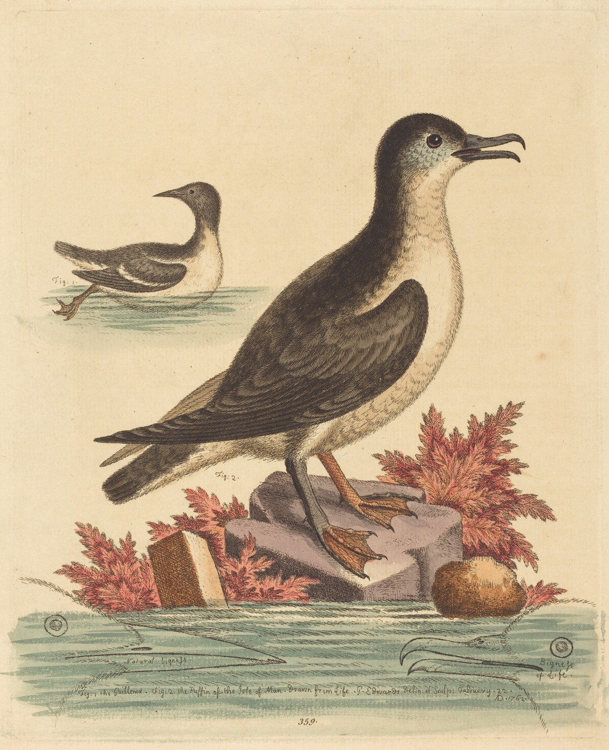 The Guillemot and the Puffin of the Isle of Man