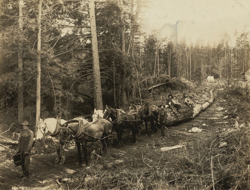 Team of Horses Hauling Logs on Skid Row, Washington
