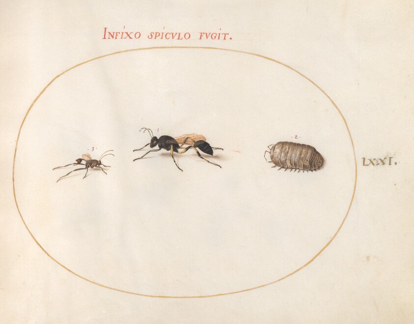 Plate 71: Two Wasps and a Pill Bug