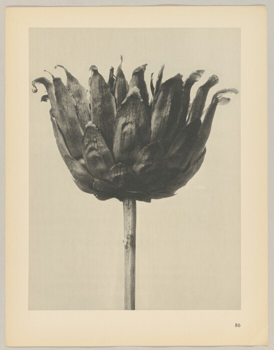 The image shows a large artichoke flower on its stem in black and white. The artichoke is centered and occupies most of the upper portion of the image, with the stem extending downwards towards the bottom edge.