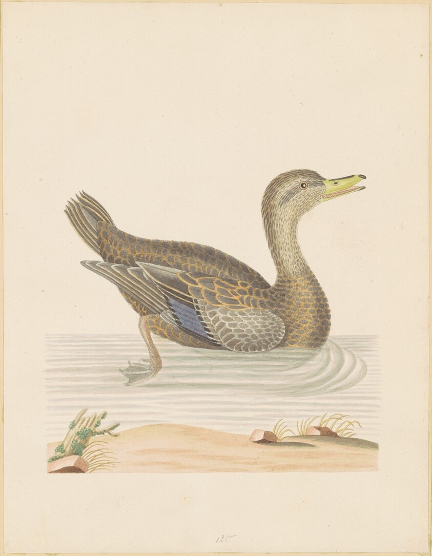 Roan Duck