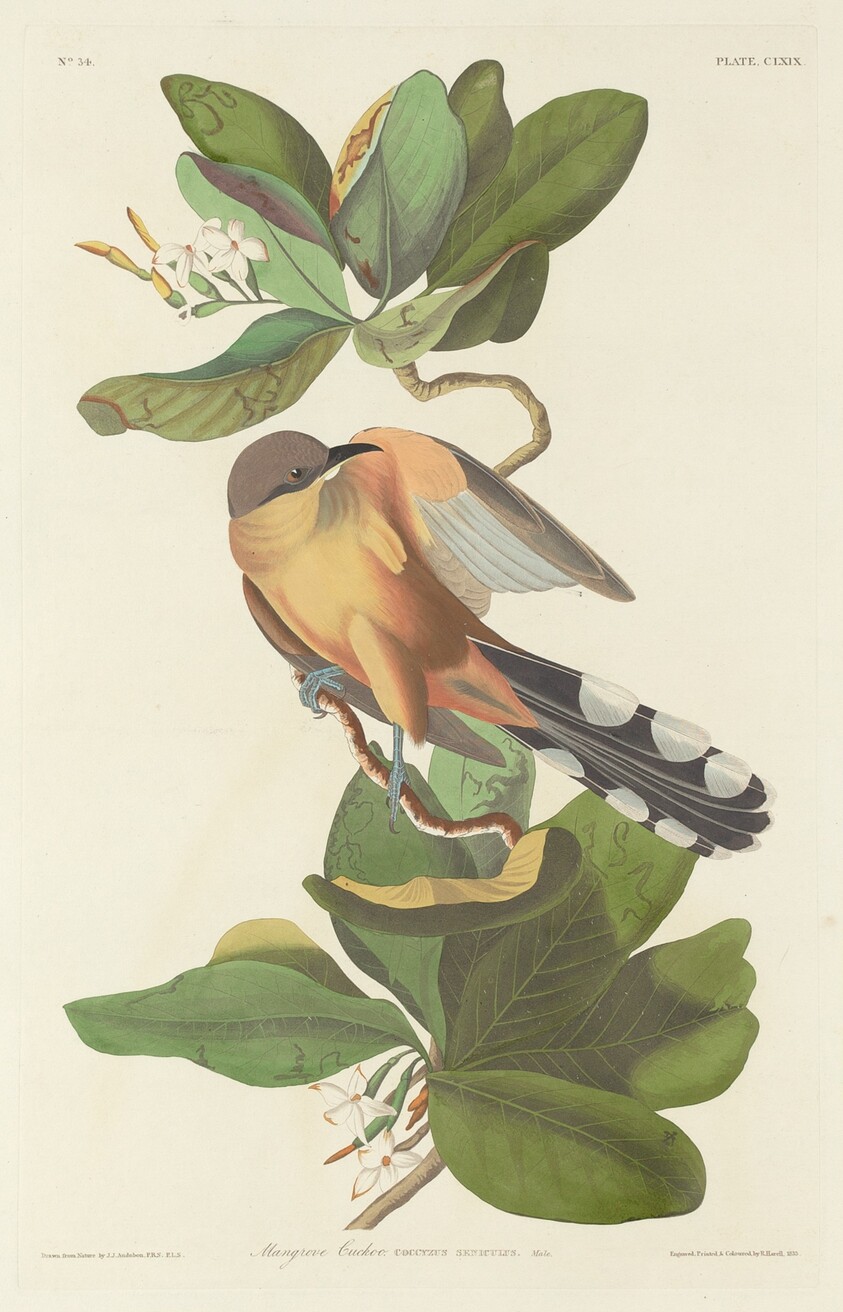 Mangrove Cuckoo