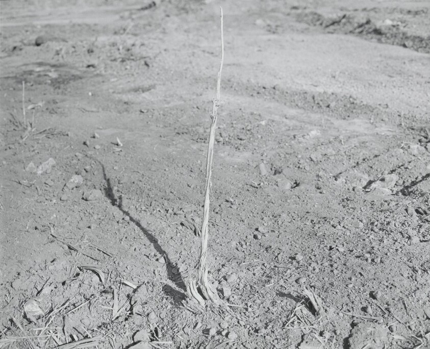 San Quentin Point, no. 37B