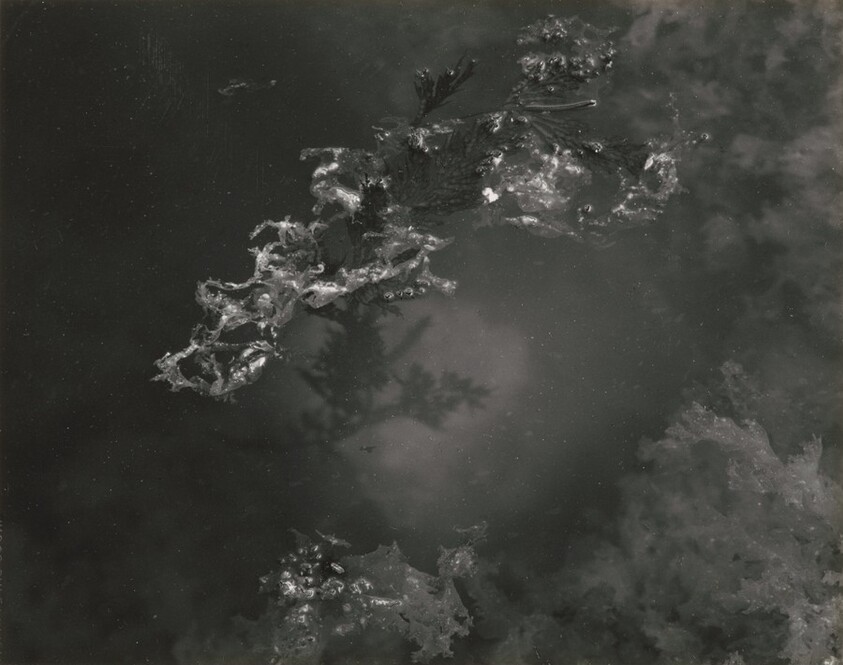 Point Lobos, California