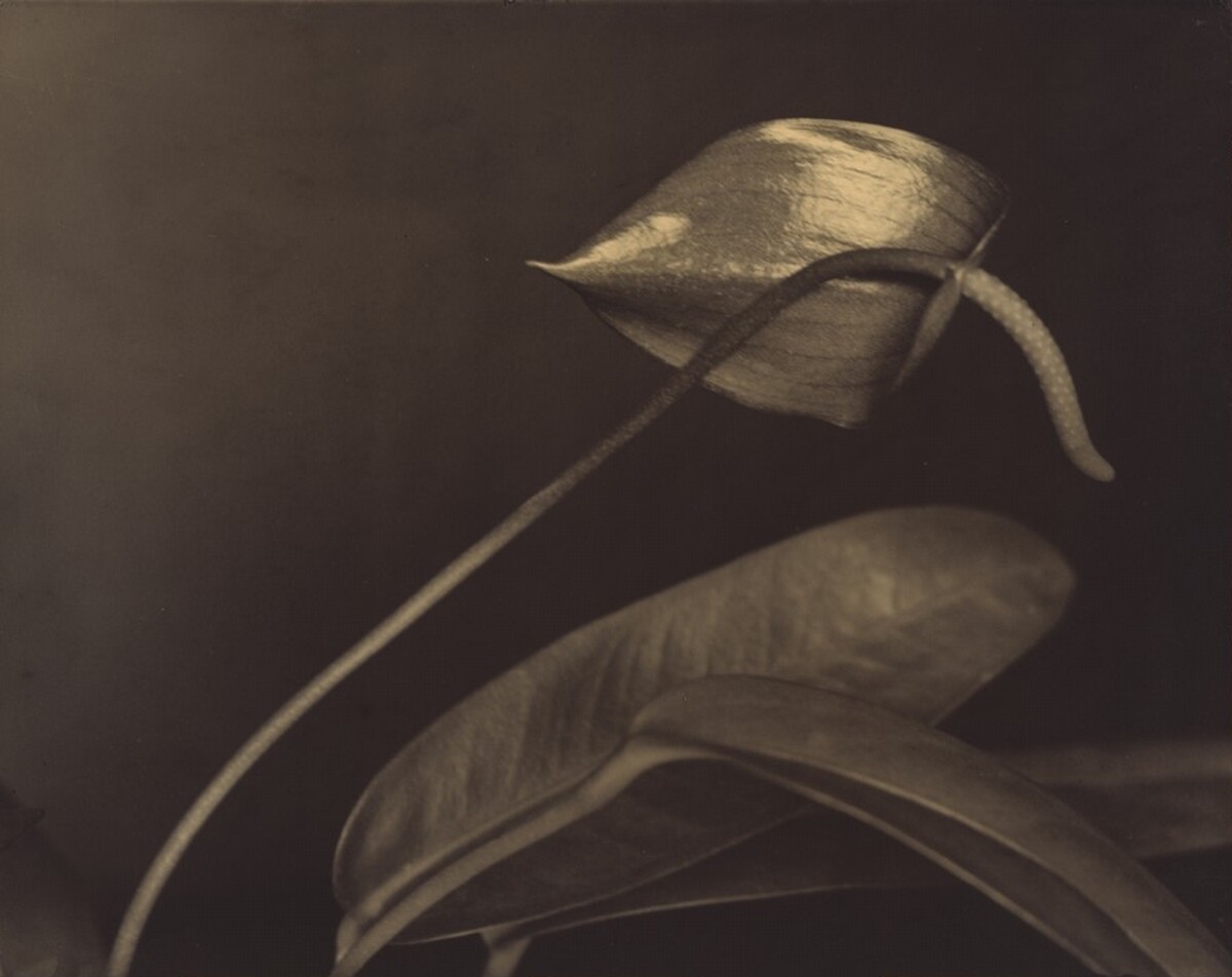 Ohne Titel (Anthurium) (Untitled [Anthurium])