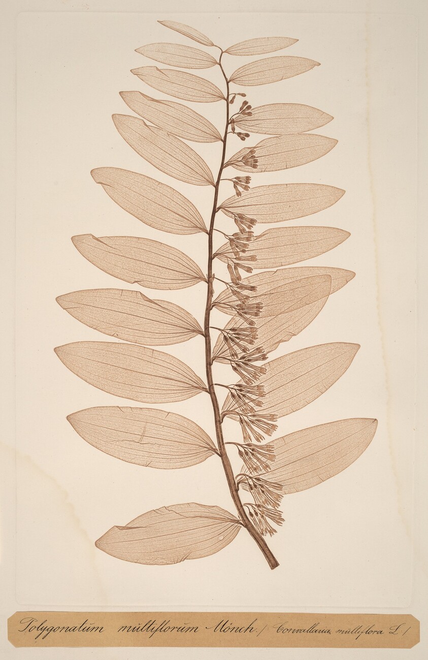 Polygonatum multiflorum Monch