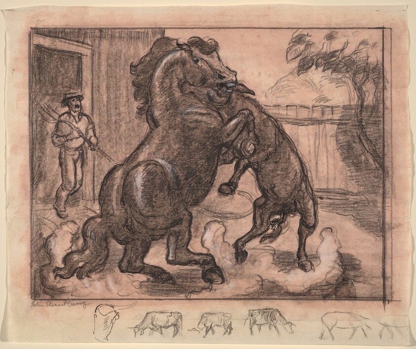 Stallion and Jack Fighting