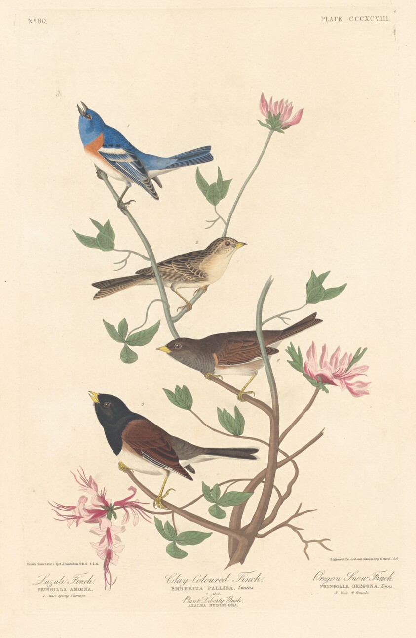Lazuli Finch, Clay-colored Finch and Oregon Snow Finch