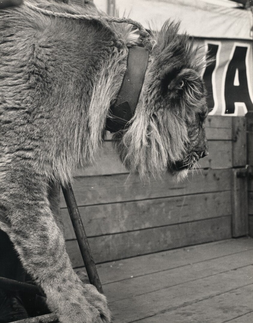 Untitled (Lion) (Bez názvu (Lev))