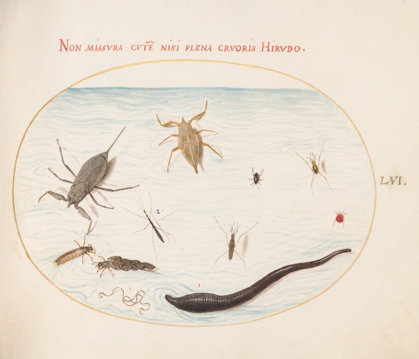 Plate 56: Water Scorpion, Water Measurer, Pond Skater, Red Water Mite, Leech(?), and Other Water Insects