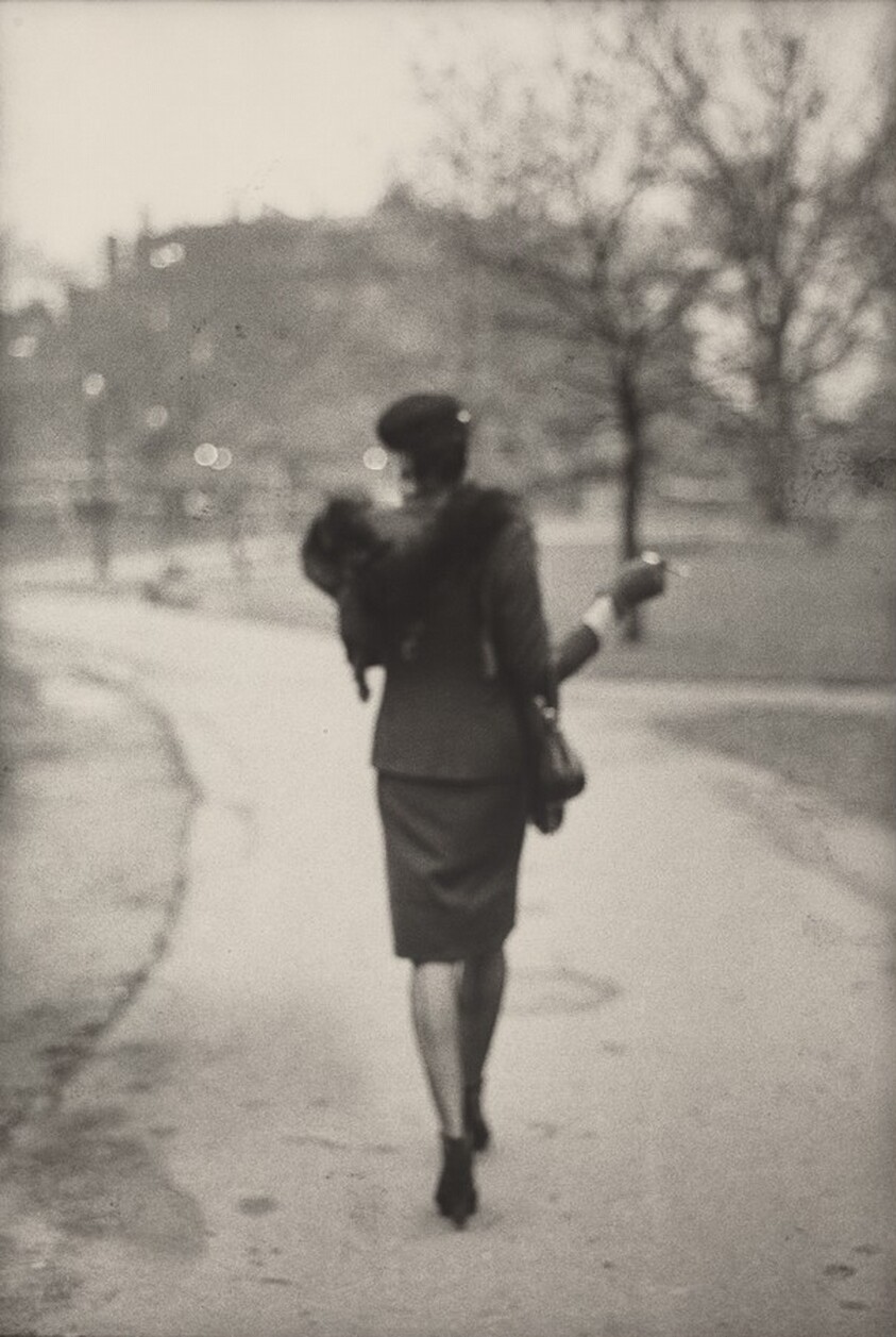 Ivy in the Boston Garden: Back