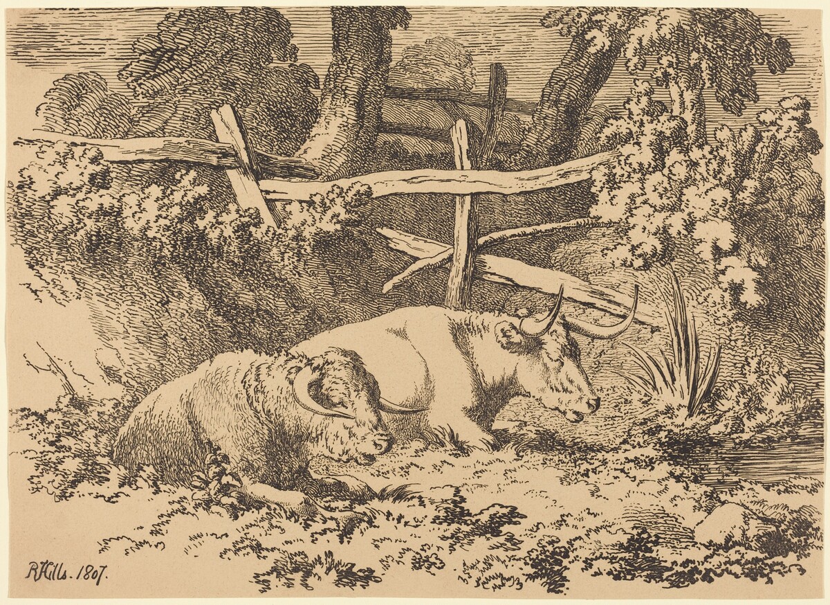 Cattle Resting