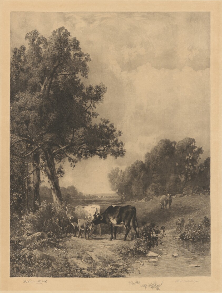 Untitled (Cows And Calves By A Stream)