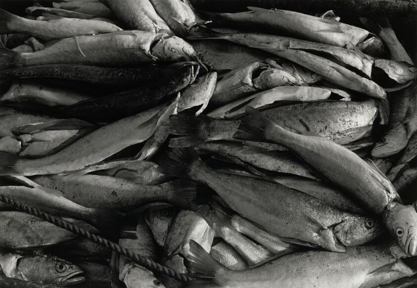 Los pescaditos, Sonora, México (The Little Fish, Sonora, Mexico)