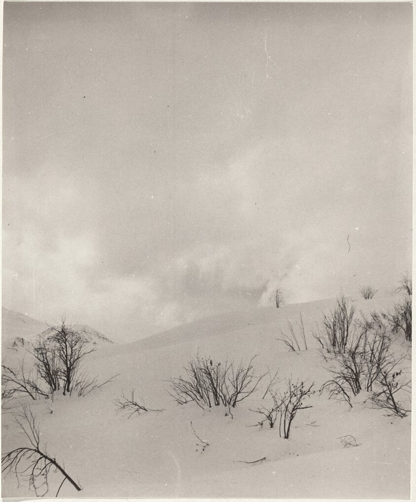 Trees in snow--Landscape