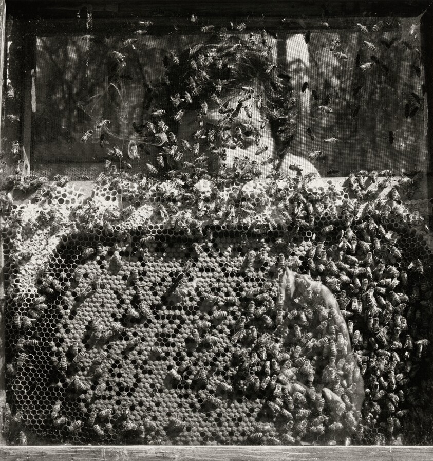 Laureana y las avispas, Xochimilco, México (Laureana and the Wasps, Xochimilco, Mexico)