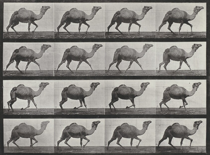 Plate Number 736. Egyptian camel racking