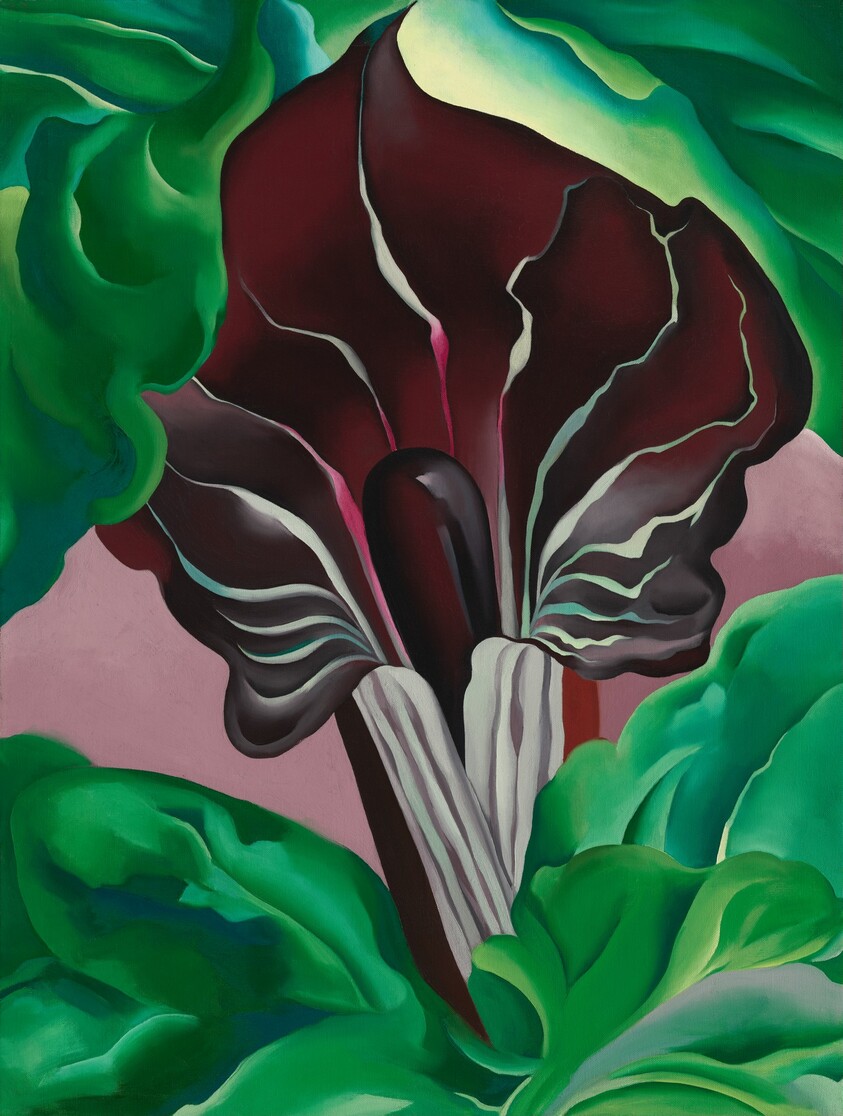 Jack-in-Pulpit - No. 2