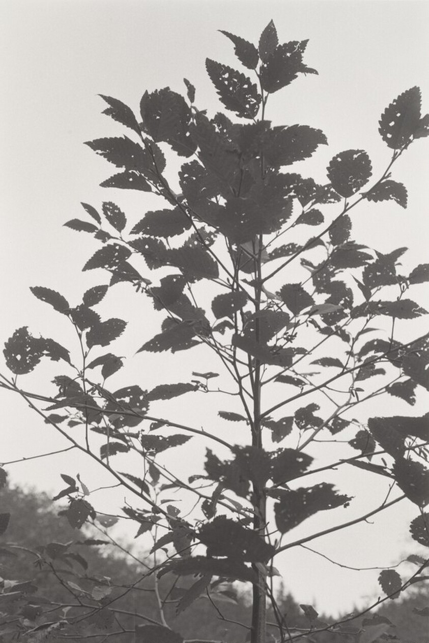 Neahkahnie Mountain, Oregon