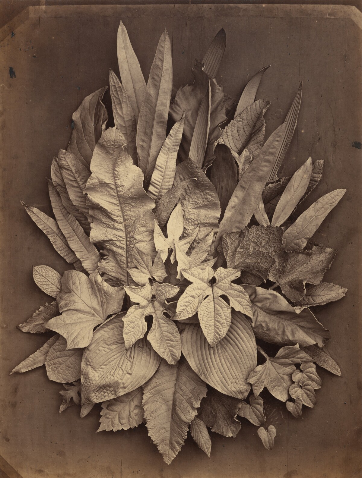 Untitled (A Study of Leaves)