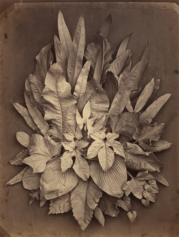 Untitled (A Study of Leaves)