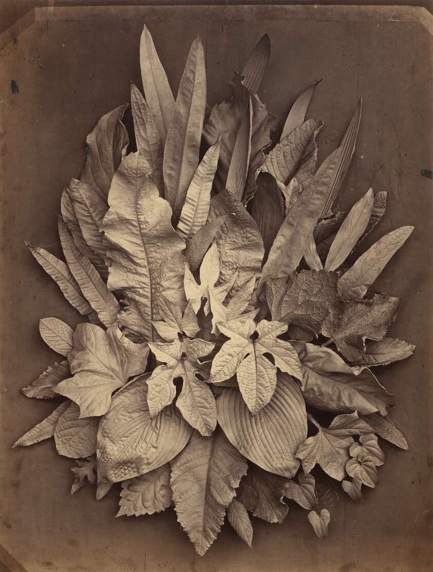 A Study of Leaves