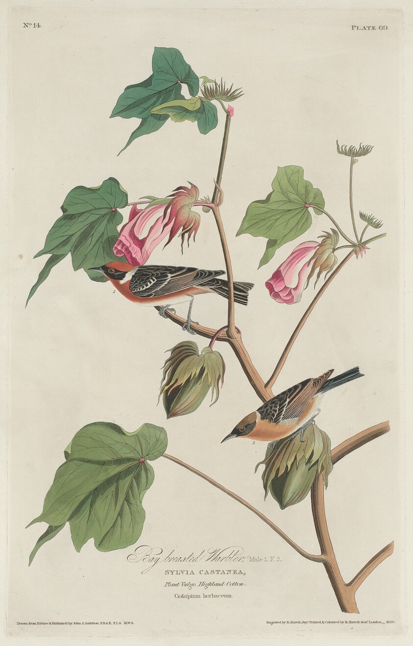 Bay-breasted Warbler