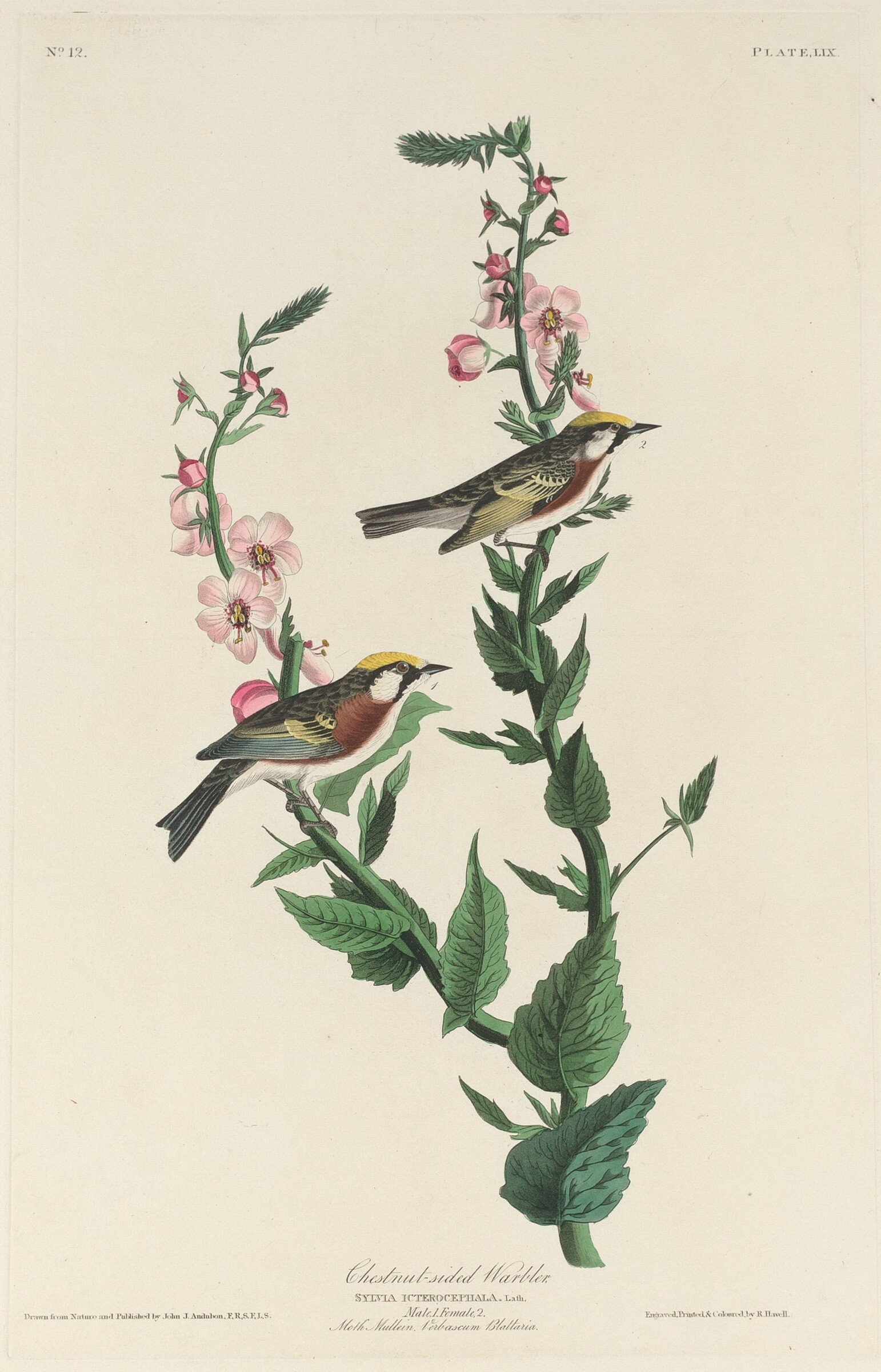 Chestnut-sided Warbler, Robert Havell after John James Audubon, 1829