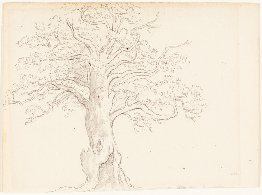An Oak Tree