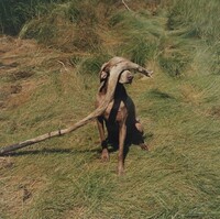Drift, William Wegman, 1999