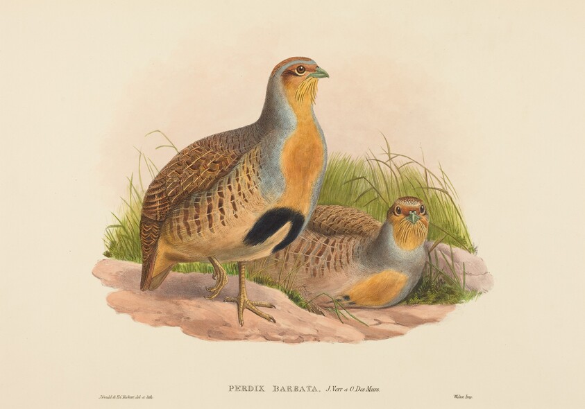 Perdix barbata (Daurian Partridge)