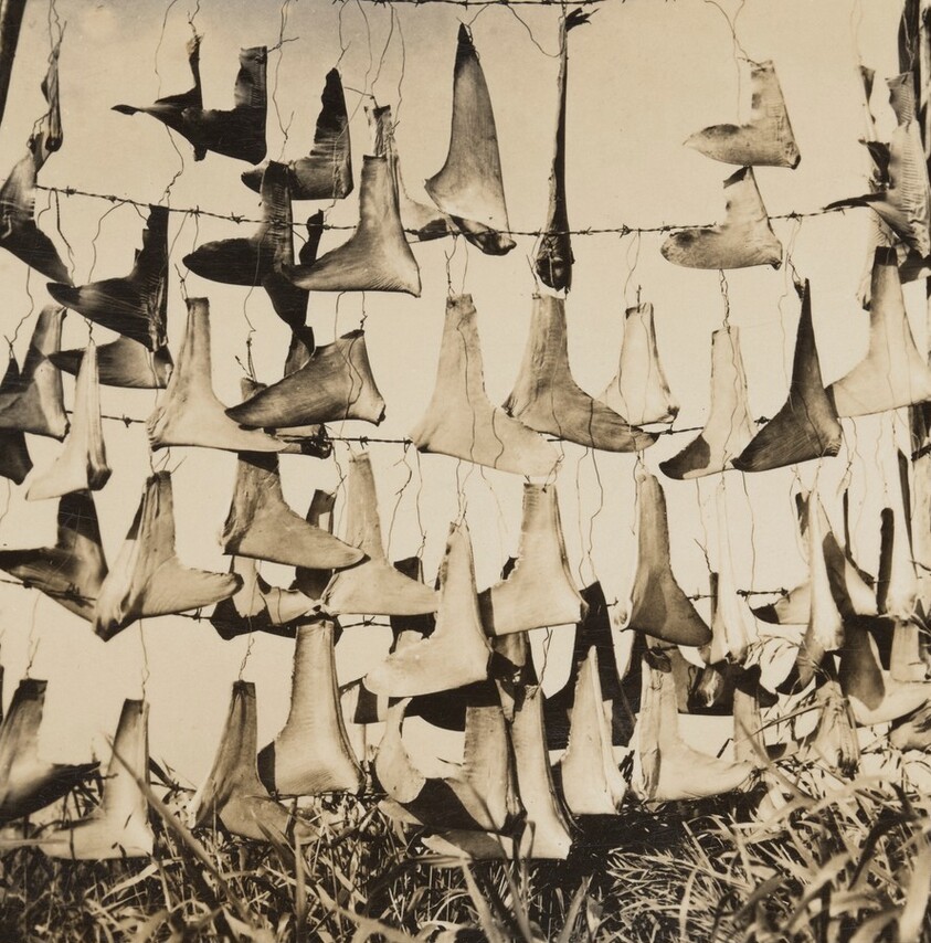 Shark Fins [variant III]