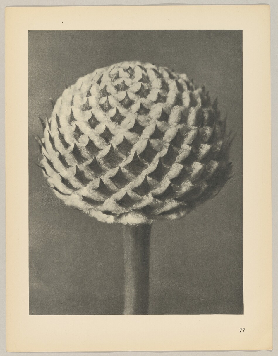 The image shows a large, spherical object resembling a seed or flower bud with a repeating pattern that resembles scales or overlapping petals, atop a slender stem. The color palette is monochromatic, rendered in shades of gray. Positioned centrally and occupying a significant portion of the frame, the textured object has intricate detailing that stands out against the uniform background. A stem extends vertically from the lower center of the image.