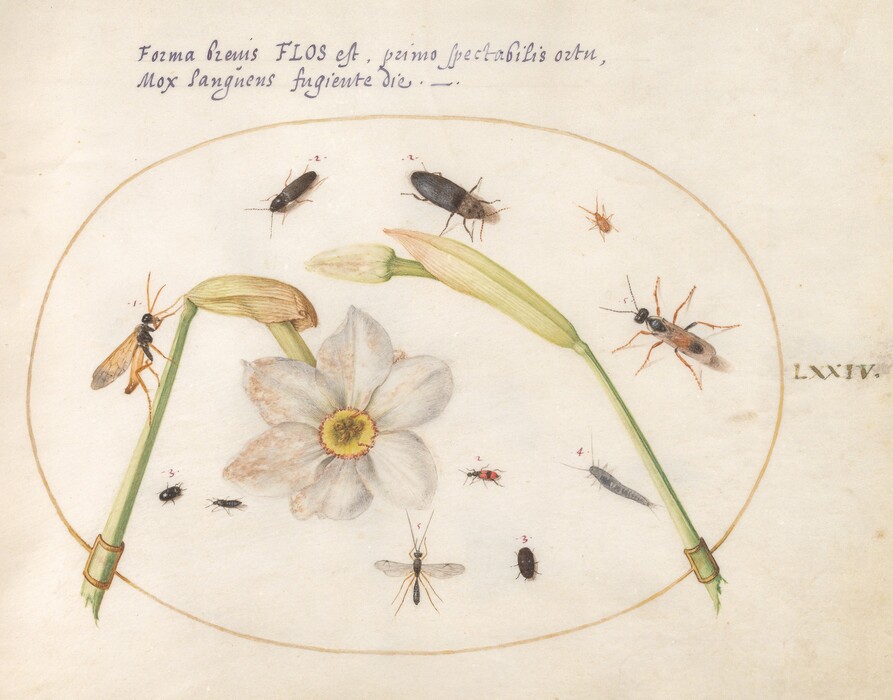 In the image, there is a white flower with a yellow center in the center. Two green stems are on either side of the flower, each with a bud. Various insects surround the flower in shades of black and brown. A wasp-like insect is on the left stem, two beetle-like insects are above the flower, and smaller insects are scattered throughout. The image has an oval border on an off-white background, with cursive text at the top and the Roman numerals LXIV on the right.