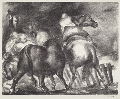 Escaped Bull