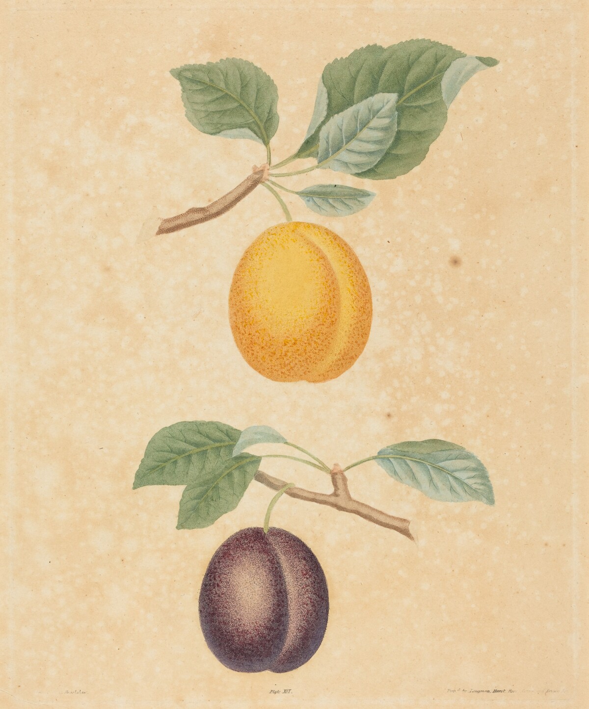 Two Plums