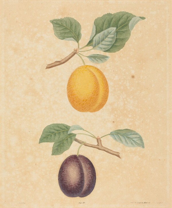 Two Plums