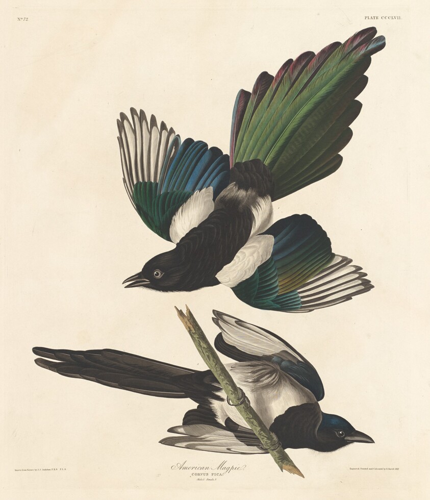 American Magpie