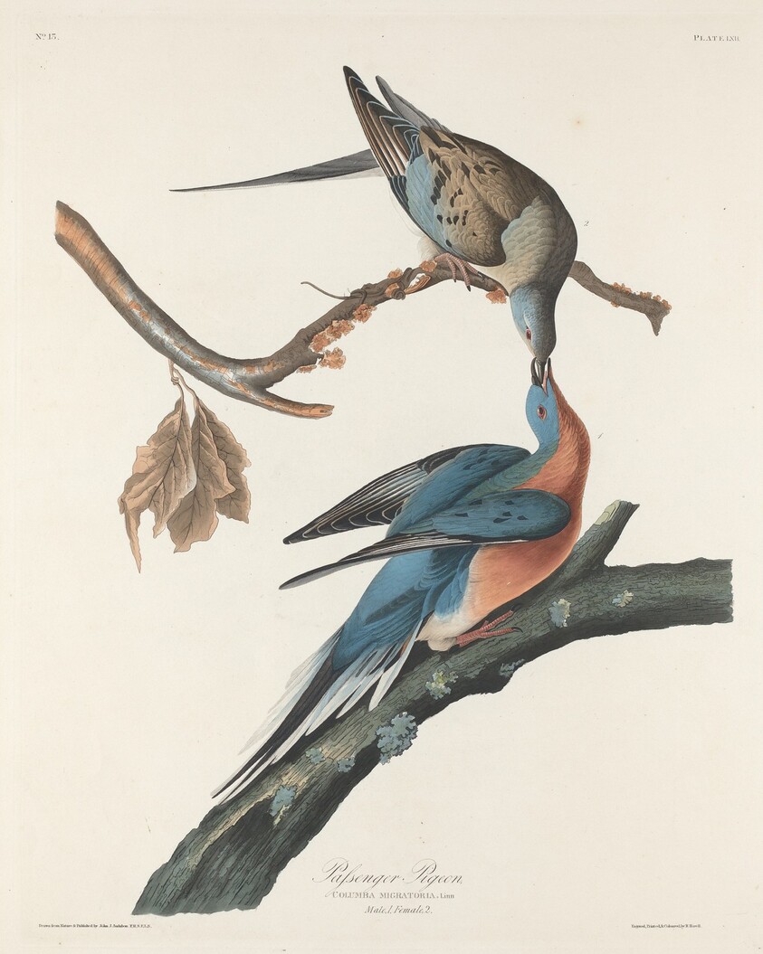 Passenger Pigeon