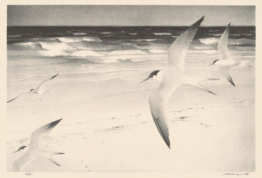 Terns
