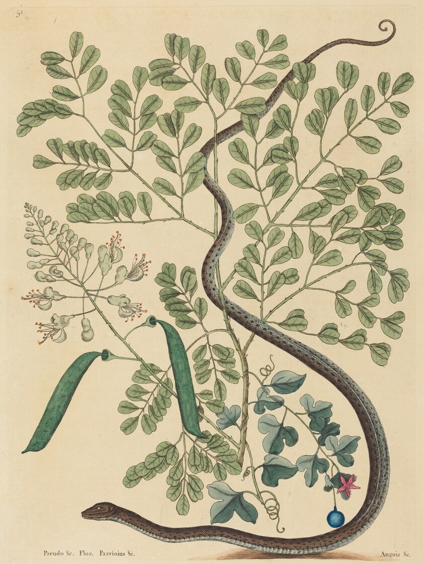 The Spotted Ribbon Snake (Coluber nebulosus?)