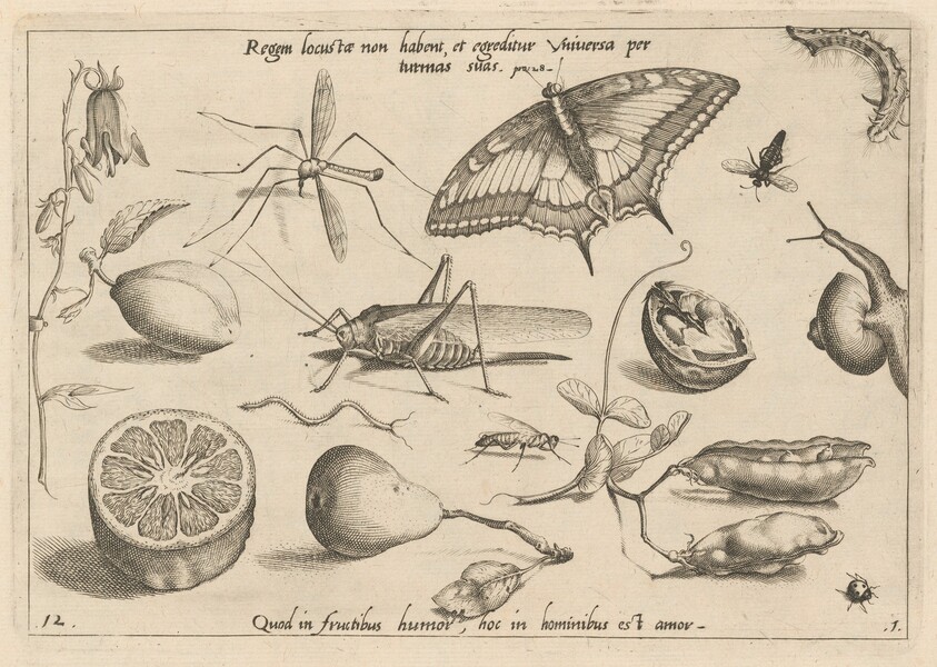 Archetypa studiaque patris Georgii Hoefnagelii [Part 1, Plate 12]